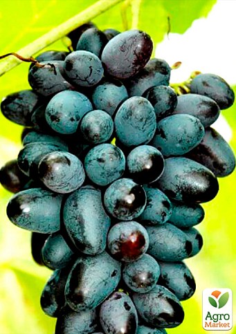 Виноград "Велика" (средне-ранний срок созревания) - фото 2