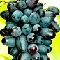 Виноград "Велика" (средне-ранний срок созревания) купить