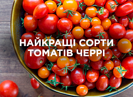 Найкращі сорти томатів черрі — огляд та рейтинг | Agro-market