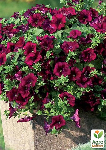 Сурфиния "Burgundy" (контейнер № 10. высота 10-15 см)