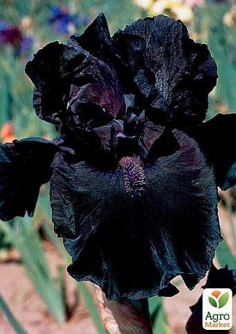 Ирис бородатый крупноцветковый "Black" 1шт  в упаковке