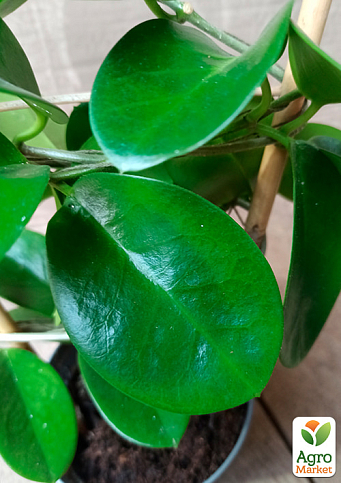 Хойя мясистая (плющ восковый) - фото 3