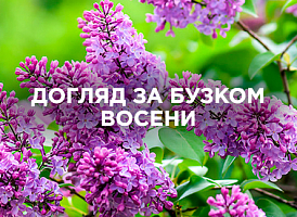 Догляд за бузком восени: поради садівникам | Agro-market