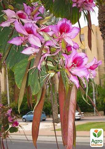 Баухинія "Орхідейне Дерево" - фото 2