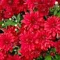 Хризантема  "Branopal Red" (мультифлора)
