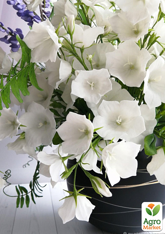 Кампанула "Carillon White"  