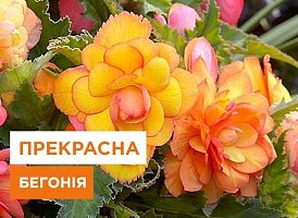 Як правильно вирощувати бегонію - корисні статті про садівництво від Agro-Market