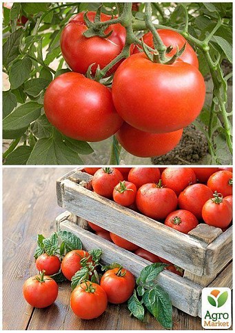 На развес Томат "Ляна" ТМ "Весна" цена за 1г - фото 2