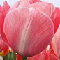 Тюльпан "Mystic van Eijk" (размер 11/12 , крупный) 3шт в упаковке