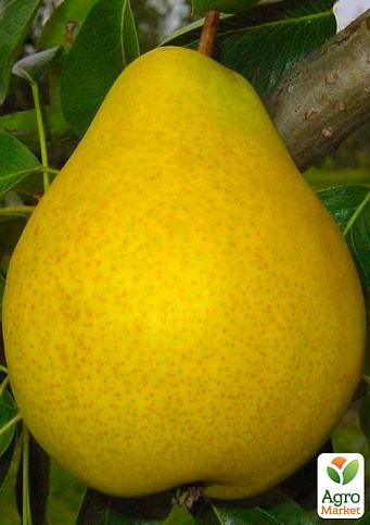 Груша "Далисан" (осенний сорт, средний срок созревания)