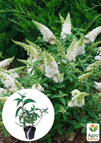 Буддлея Давида "White Profusion" С3, высота 20-40см