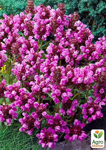 Прунелла крупноцветковая "Rubra" (Черноголовка, цветет все лето)