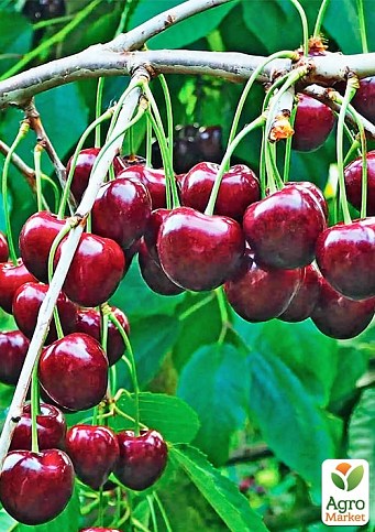 Черешня "Василиса" (летний сорт, поздний срок созревания)