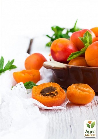 Абрикос "Зоряный" - фото 2