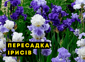 Пересадка ірисів восени - корисні статті про садівництво від Agro-Market