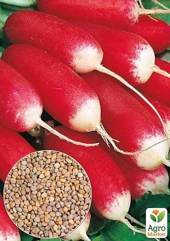 На развес Редис "Силезия" ТМ "Весна" цена за 10г
