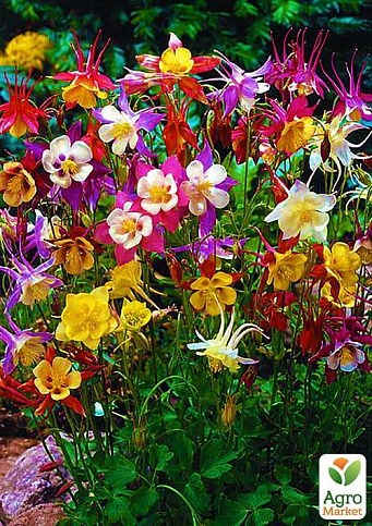 Аквилегия  микс "Hybrids Mix" 5шт NEW - фото 2