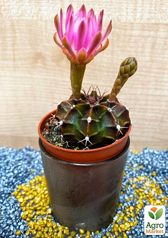 Кактус "Гимнокалициум" (Gymnocalycium Mihanovichii) (Нидерланды)