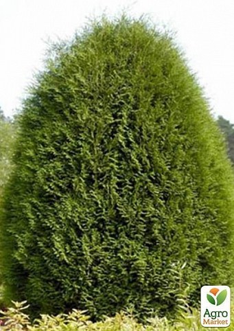 Туя західна Thuja occ. `Wagneri` контейнер 1л