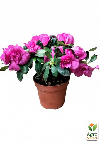Рододендрон кімнатний "Paars" Нідерланди - фото 3