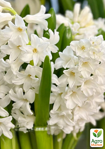 Гіацинт "White Pearl"