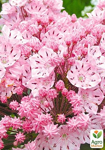 Кальмия latifolia "Ola"