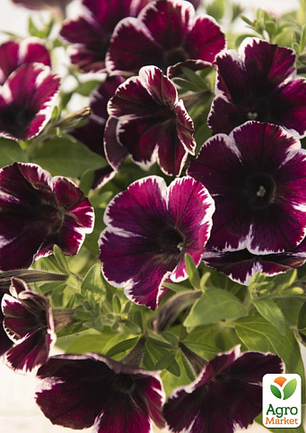 Петуния ампельная Crazytunia "Ultra Violet" 