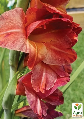 Гладиолус "Mohican"  - фото 2