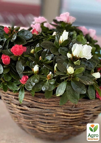 Рододендрон комнатный "Carnaval" высота 25-30см  - фото 2