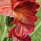 Гладиолус "Mohican"  купить
