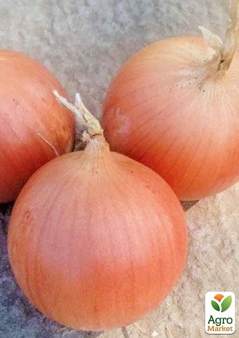 Лук озимый "Кейс F1" ТМ "Lark Seeds" 200000шт