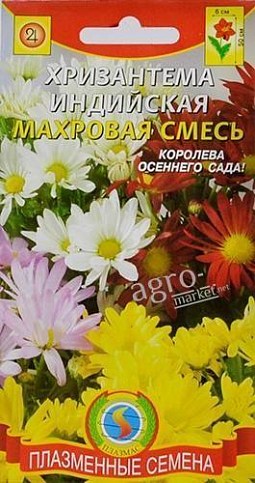 Хризантема индийская махровая ТМ "Плазмас"