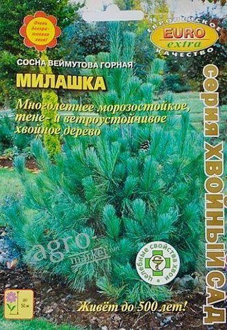 Сосна Веймутова гірська "крихітка" ТМ "Аеліта" 0.15г