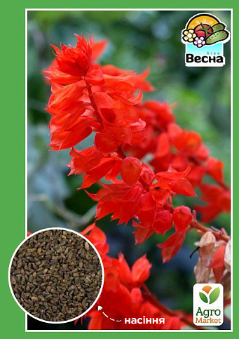 Сальвия блестящая ТМ "Весна" 0.1г