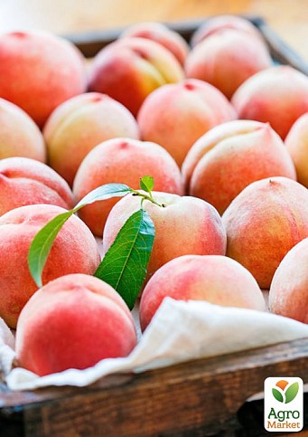 Персик "Фреш Вайт" (біла м'якоть, середній термін дозрівання)  - фото 2