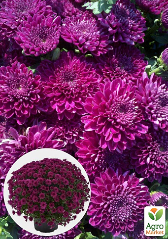 Хризантема Садова «Cherry Lace» (висота 30-50см)