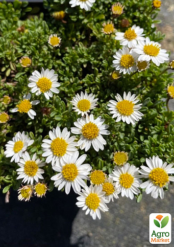 Эригерон Альпийский (мелколепестник горный)