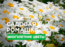 Ромашка в саду - корисні статті про садівництво від Agro-Market