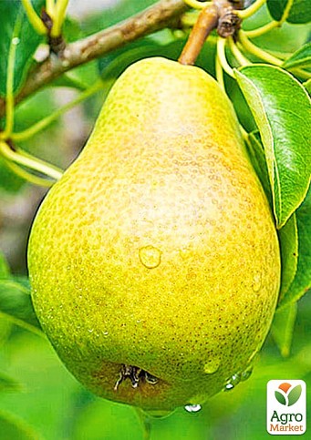 Груша "Христианка" (зимний сорт, поздний срок созревания)
