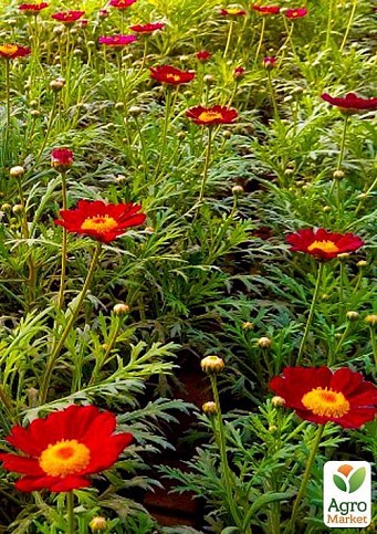 Аргирантемум "Starlight Red" (контейнер № 10. высота 15 см) - фото 2