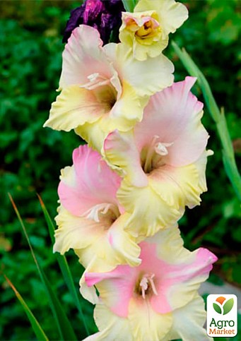 Гладиолус "Mon Amour" 3шт - фото 2