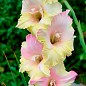 Гладиолус "Mon Amour" 3шт купить