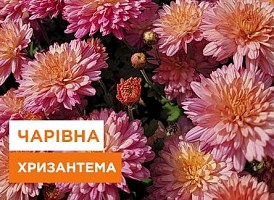 Хризантеми: посадка та догляд - корисні статті про садівництво від Agro-Market