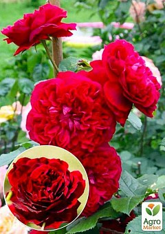 Троянда англійська "Кінг Артур" (саджанець класу АА +) вищий сорт9