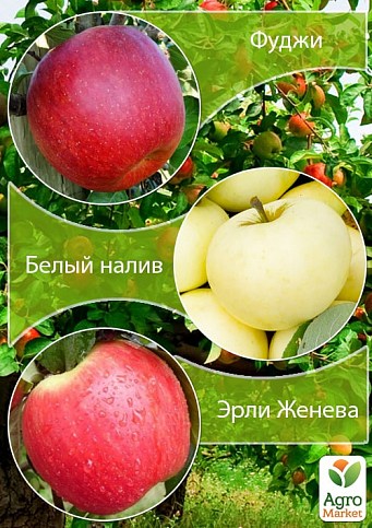 Дерево-сад Яблоня "Фуджи+Белый налив+Эрли Женева" 