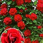 Роза плетистая "Sympathie" (Симпатия) (саженец класса АА+) высший сорт
