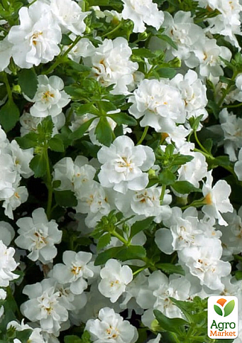 Бакопа Махровая Ампельная "Scopia Double White"