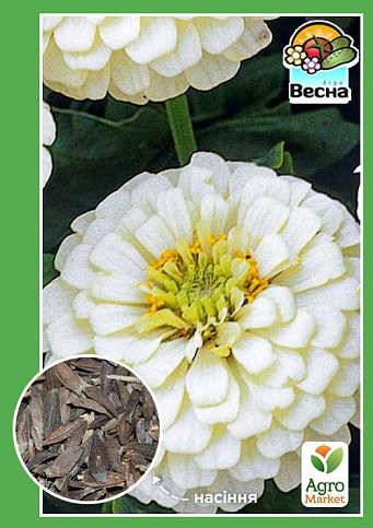 Цинния "Белый медведь" ТМ "Весна" 0.4г
