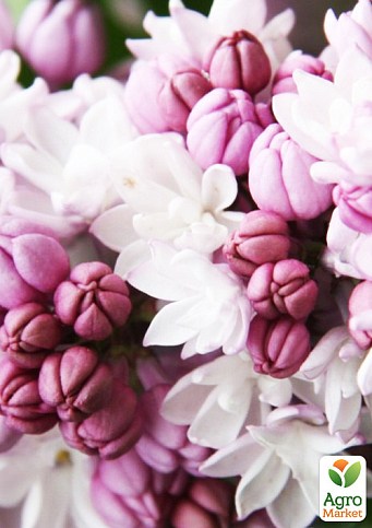 Сирень махровая инвитро "Анабель" (Syringa Anabe) вазон С1,5