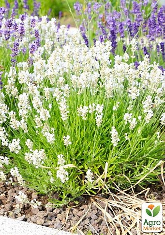 LMTD Лаванда белоснежная 2-х летняя "Aroma White" (20-30см)